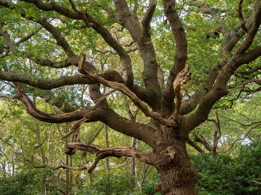 A mature California native oak tree