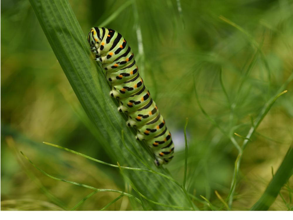 Research on native plants and insect biodiversity